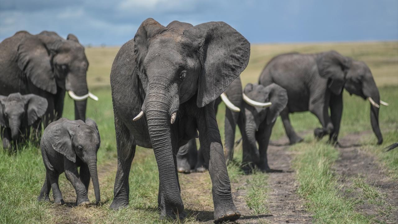 Kenya’da Amboseli Milli Parkı ve çevresinde ölen fillerin sayısı 17’ye yükseldi