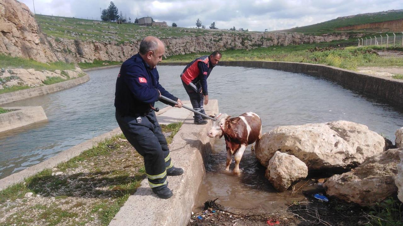Su kanalına düşen inek için seferber oldular