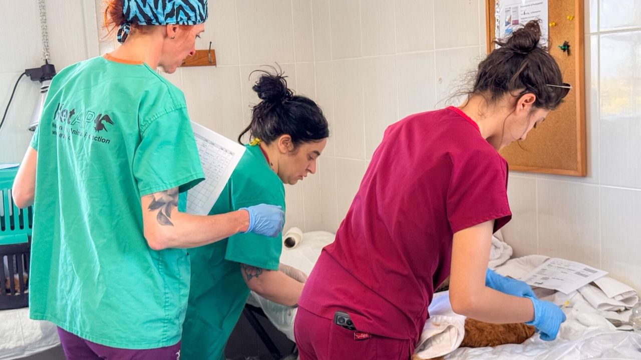 Gazimağusa’da 317 sokak hayvanı kısırlaştırıldı