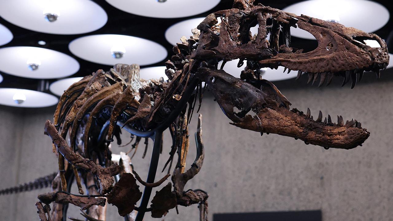New York’taki müzayedede Nanotyrannus iskeleti 47,3 milyon dolara satıldı