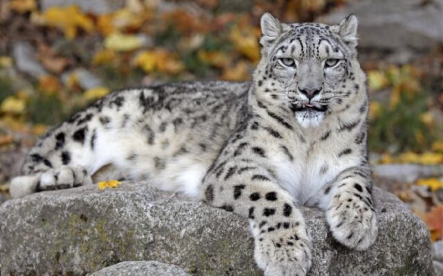 Hayvanat bahçesi görevlisi leopar saldırısı sonucu hayatını kaybetti